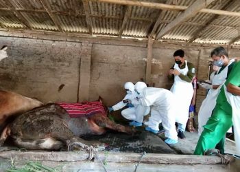Penyakit Mulut dan Kuku Timbulkan Kematian Tinggi pada Sapi